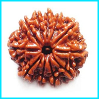 11 (Gyarah) Mukhi Rudraksha