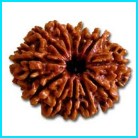 12 (Baarah) Mukhi Rudraksha