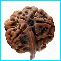 Ganesh Rudraksha
